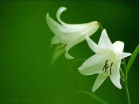 木槿花